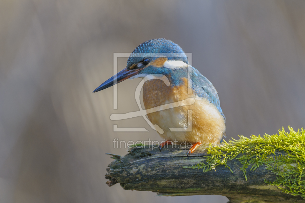 Bild-Nr.: 10745009 Eisvogel ,Alcedo atthis, common kingfisher erstellt von cibo