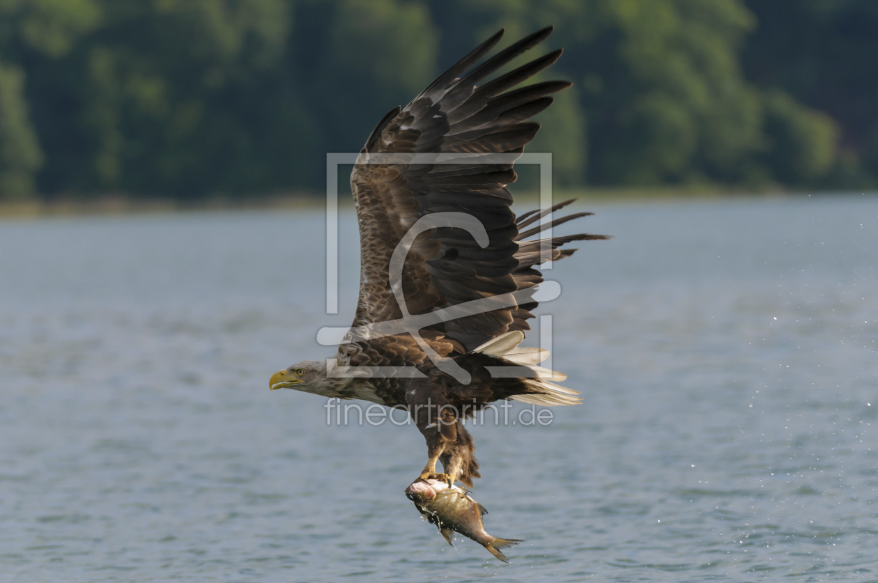 Bild-Nr.: 10745019 Seeadler mit Fisch, Haliaeetus, albicilla erstellt von cibo