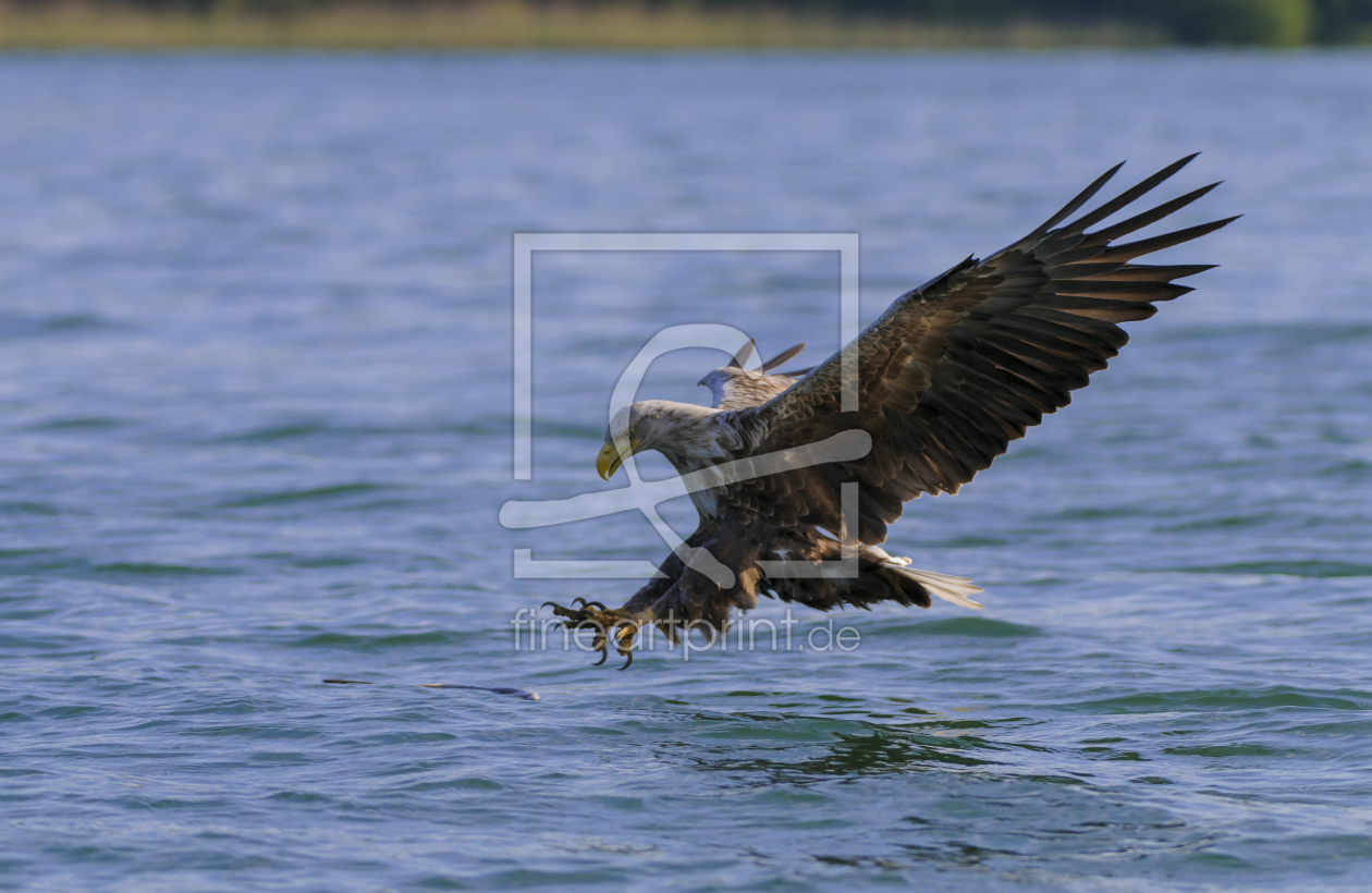 Bild-Nr.: 10745029 Seeadler greift Fisch, Haliaeetus albicilla,  erstellt von cibo