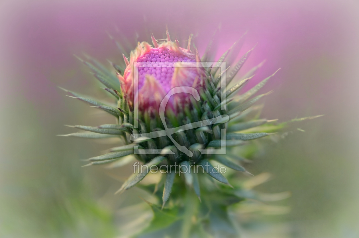Bild-Nr.: 10746345 Distel erstellt von Gisie