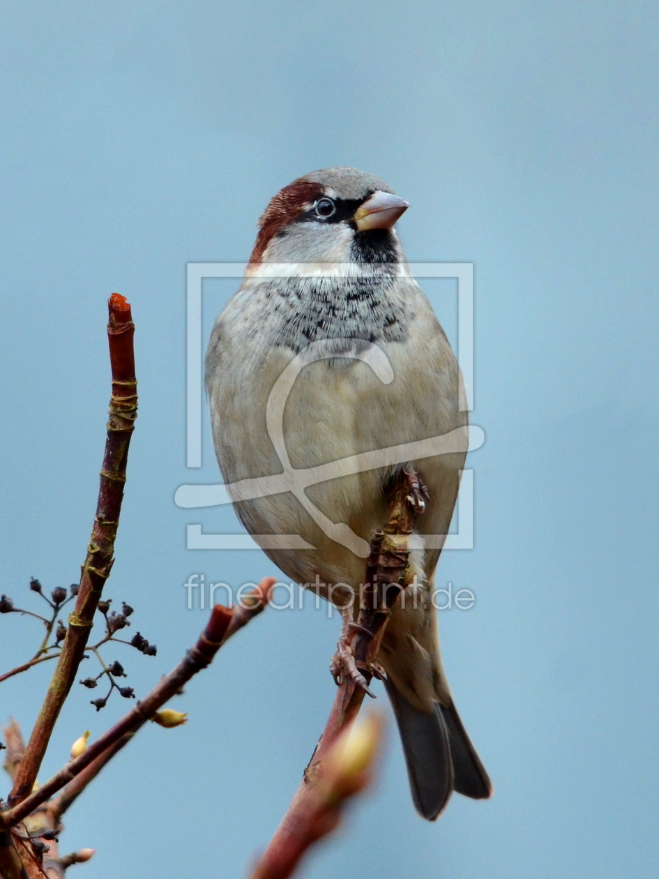 Bild-Nr.: 10746473 Viele, viele als Gartenhaustier.. erstellt von Ostfriese