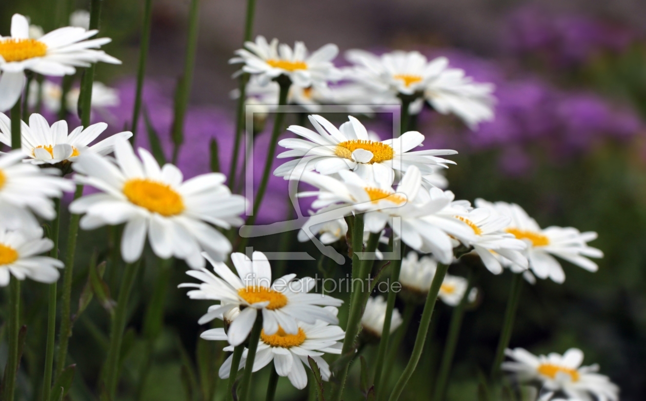 Bild-Nr.: 10746637 Blumenwiese erstellt von Renate Knapp