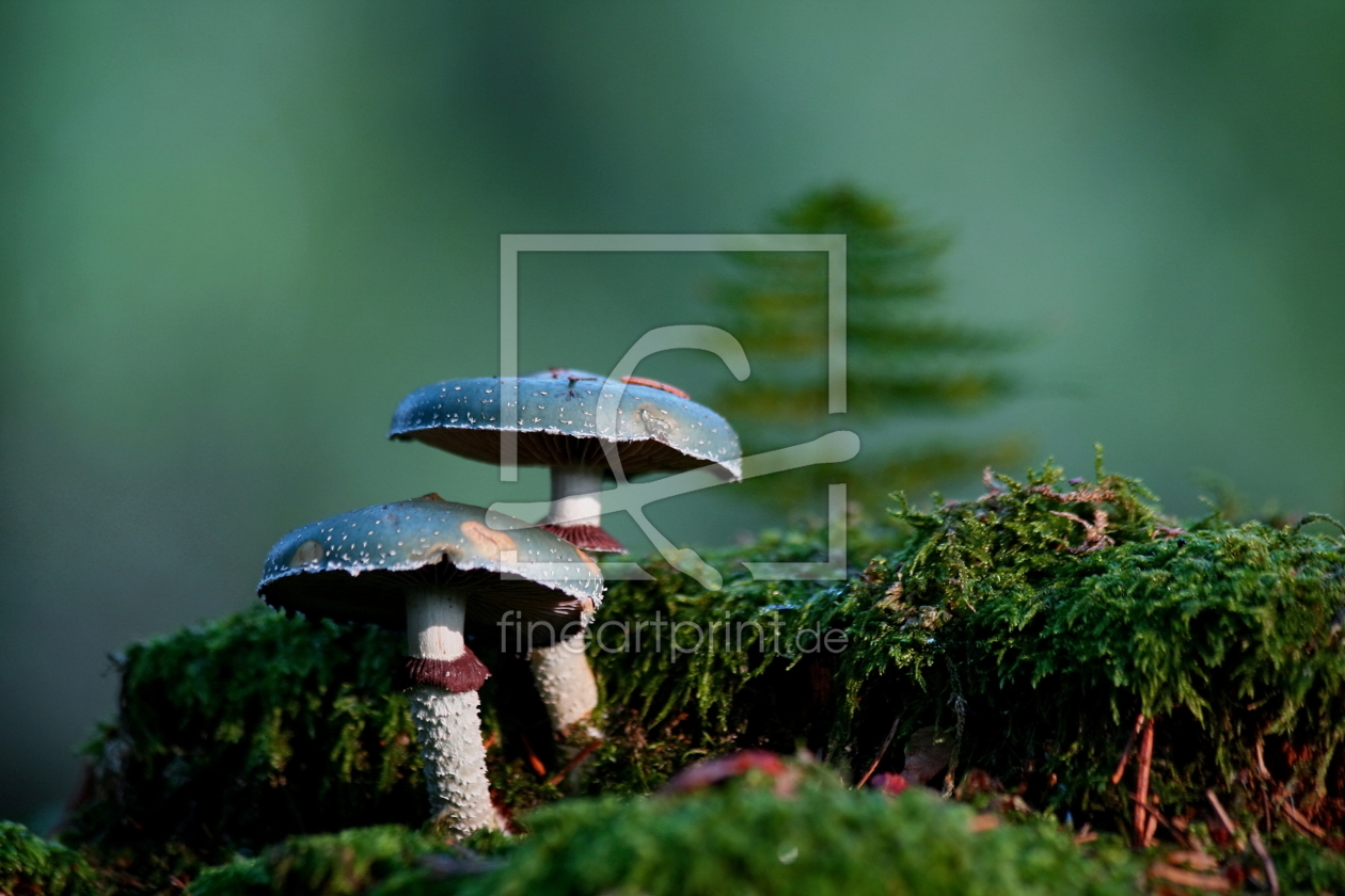 Bild-Nr.: 10748375 Pilze wie im Märchen erstellt von Uwe Fuchs