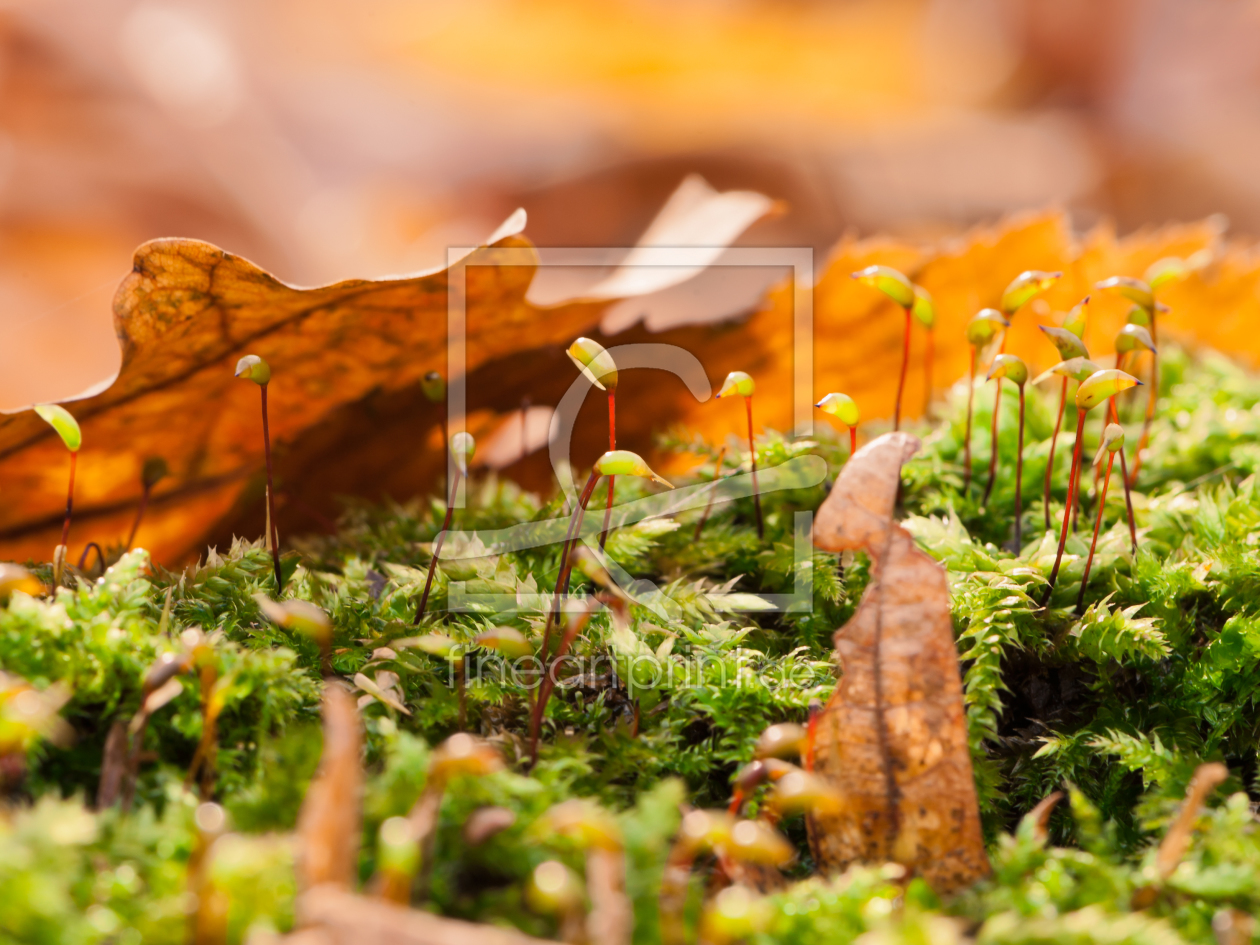 Bild-Nr.: 10749417 Waldboden Stillleben erstellt von fefufoto