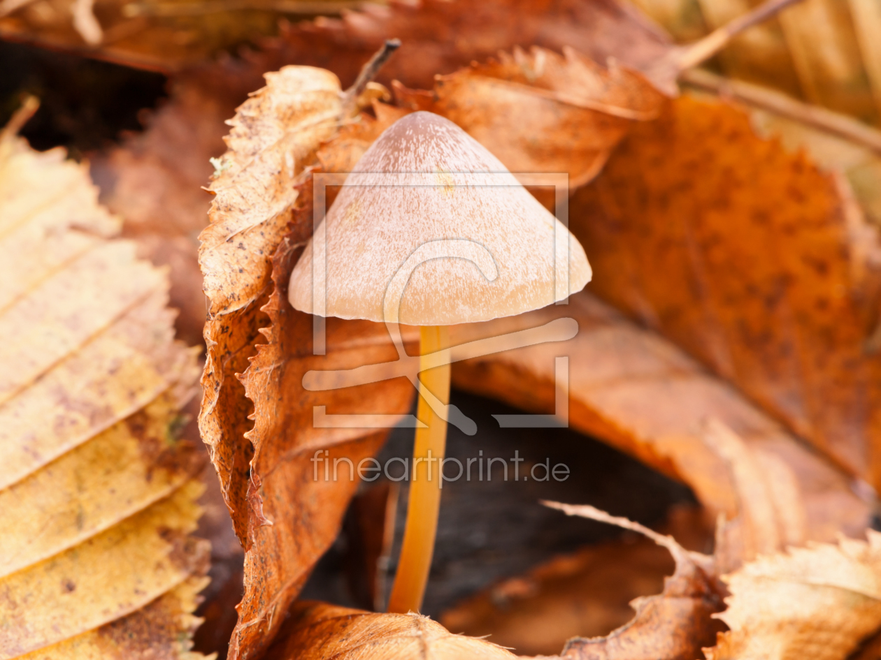 Bild-Nr.: 10749477 Guten Morgen lieber Herbsttag erstellt von fefufoto