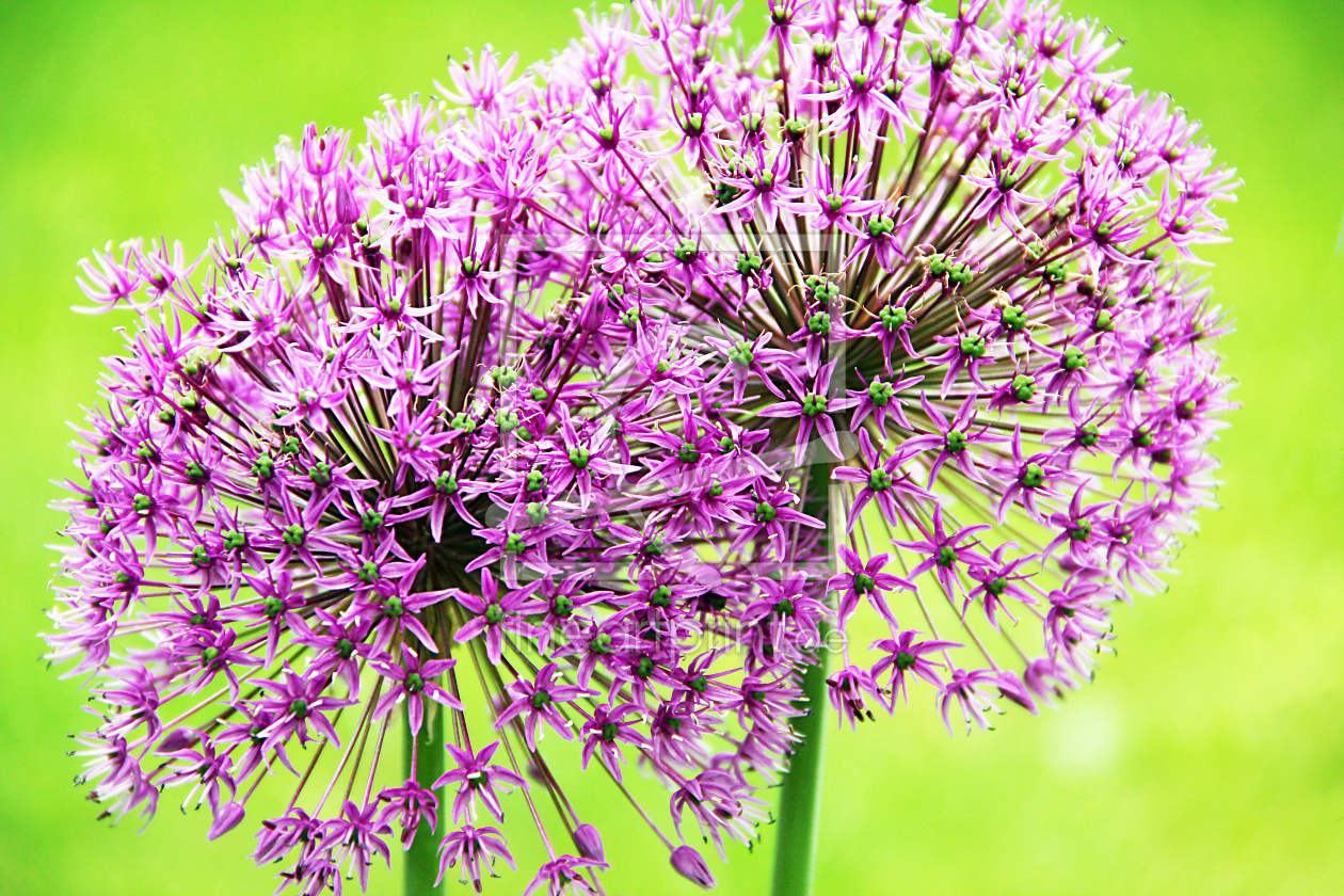 Bild-Nr.: 10749951 Allium erstellt von SusaZoom