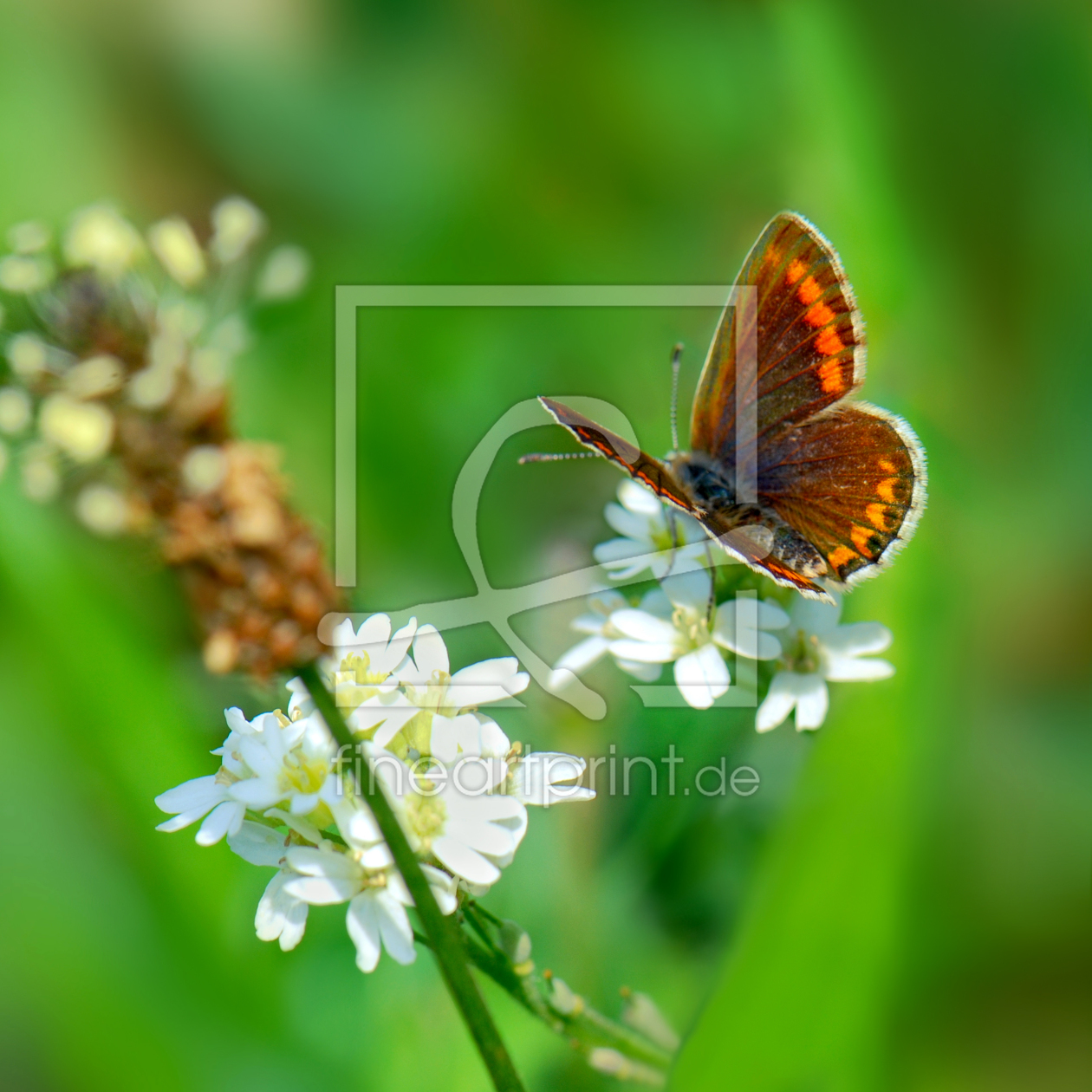 Bild-Nr.: 10750169 Butterfly erstellt von Atteloi