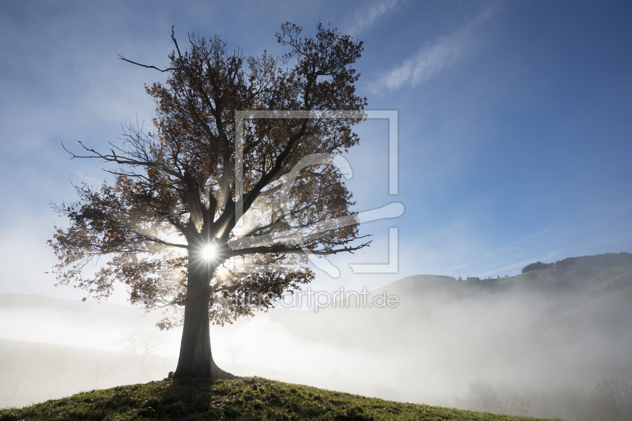 Bild-Nr.: 10750357 Herbstlicht erstellt von danielschoenen