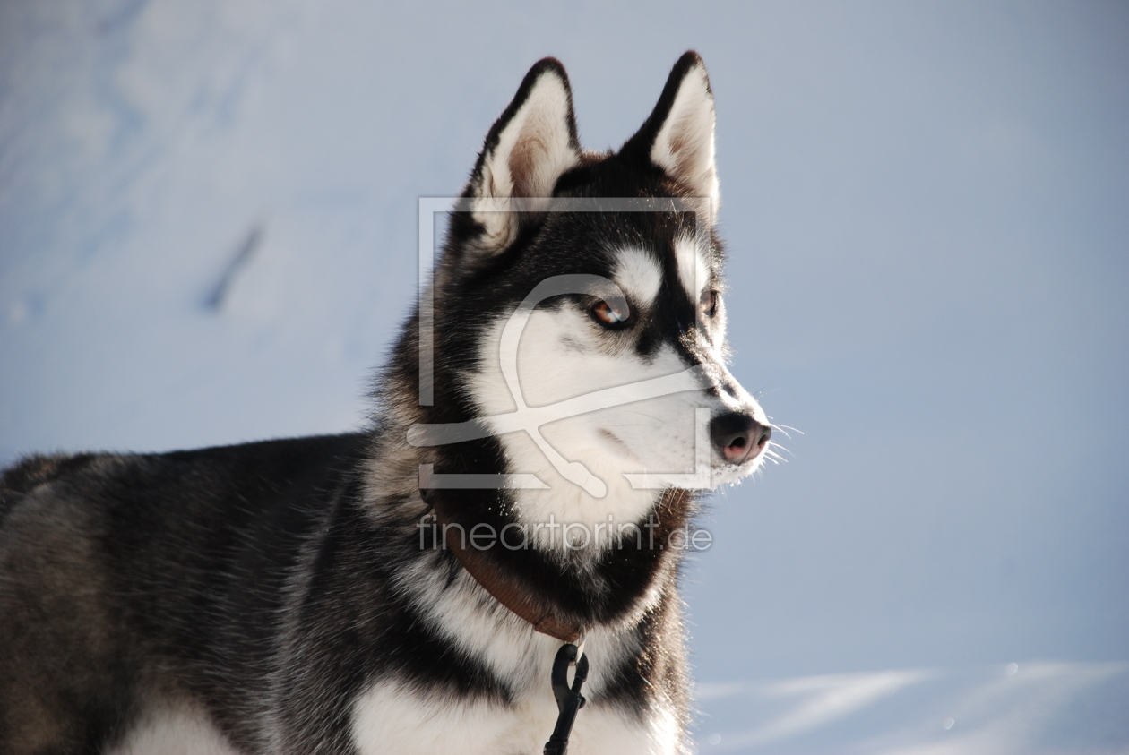 Bild-Nr.: 10750373 Husky erstellt von Freethinker