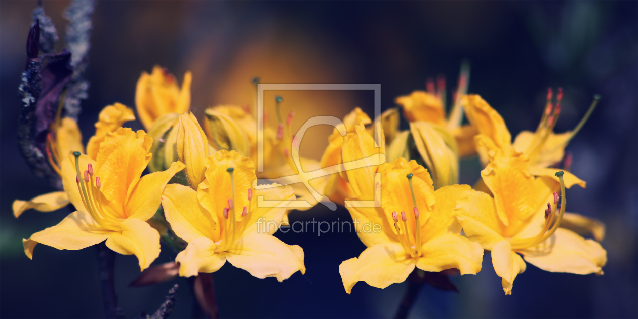 Bild-Nr.: 10750445 Rhododendron erstellt von FotoDeHRO