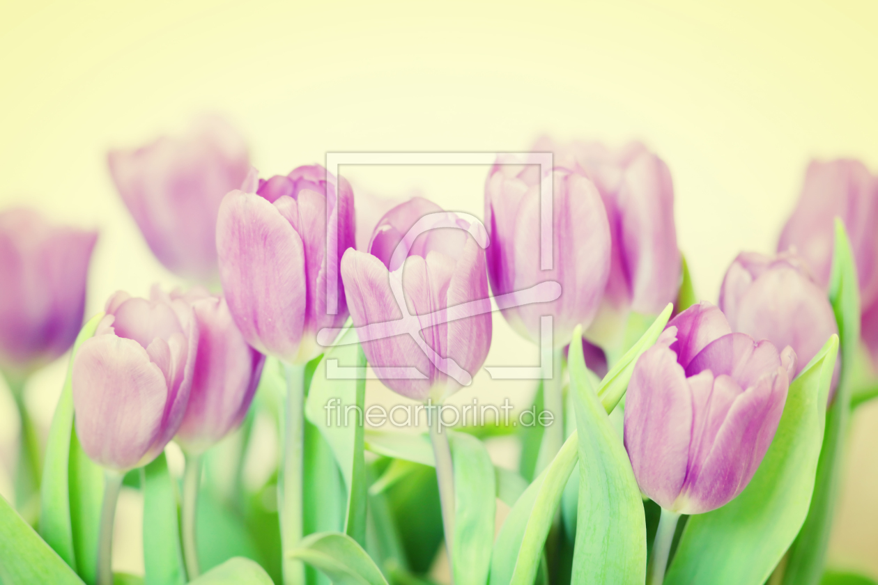 Bild-Nr.: 10750461 Tulips erstellt von FotoDeHRO