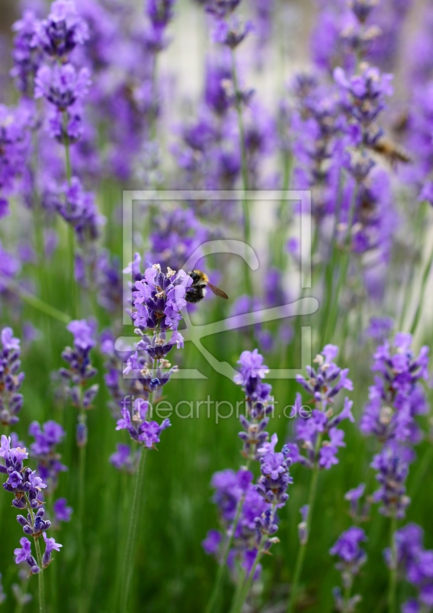Bild-Nr.: 10752723 Lavendel erstellt von Renate Knapp