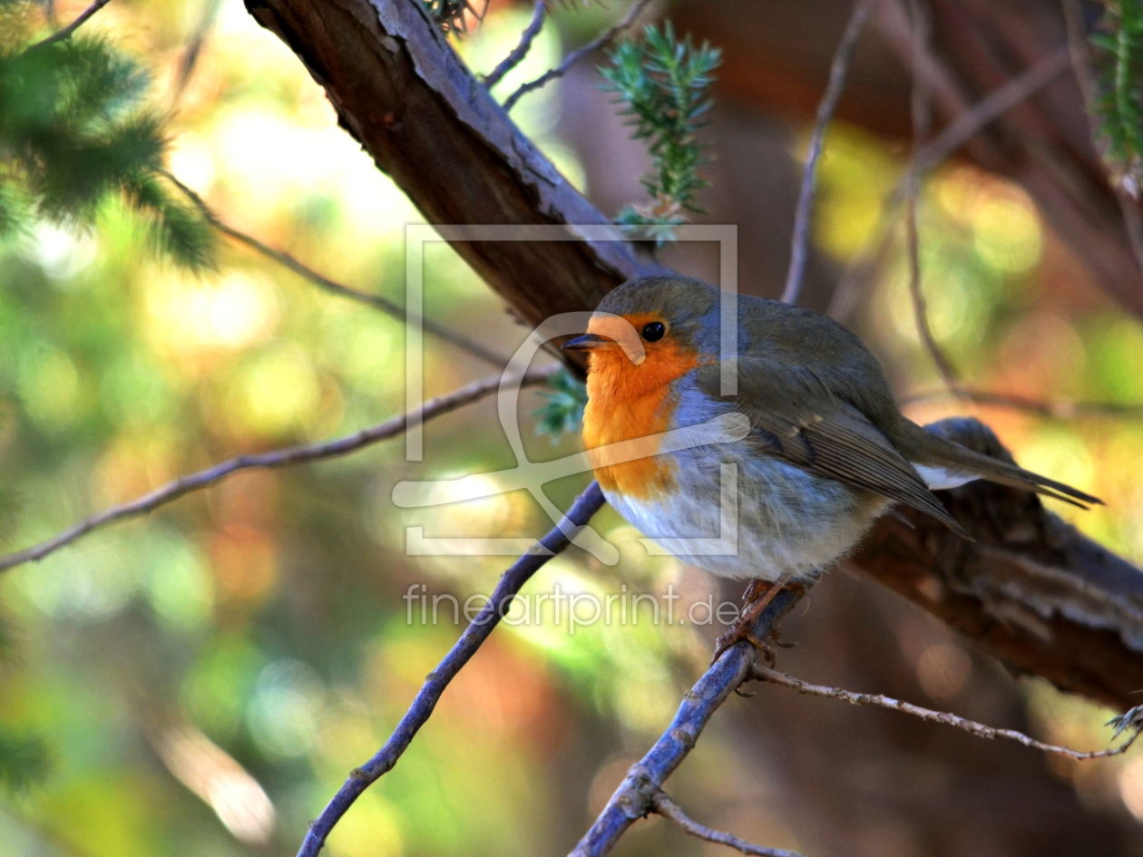 Bild-Nr.: 10753865 Unterholziger Wald..  erstellt von Ostfriese