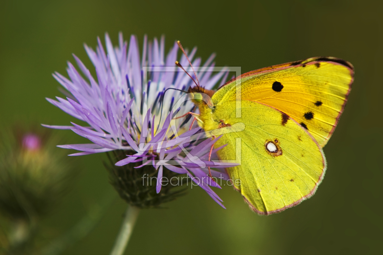 Bild-Nr.: 10754845 gelber Schmetterling erstellt von Gerhard726