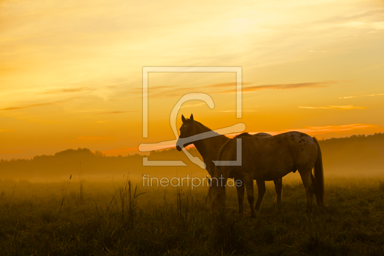 Bild-Nr.: 10756377 Abendnebel erstellt von Jens Kalanke