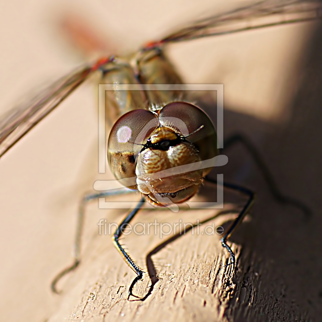 Bild-Nr.: 10756447 Laughing dragonfly erstellt von youhaveadream