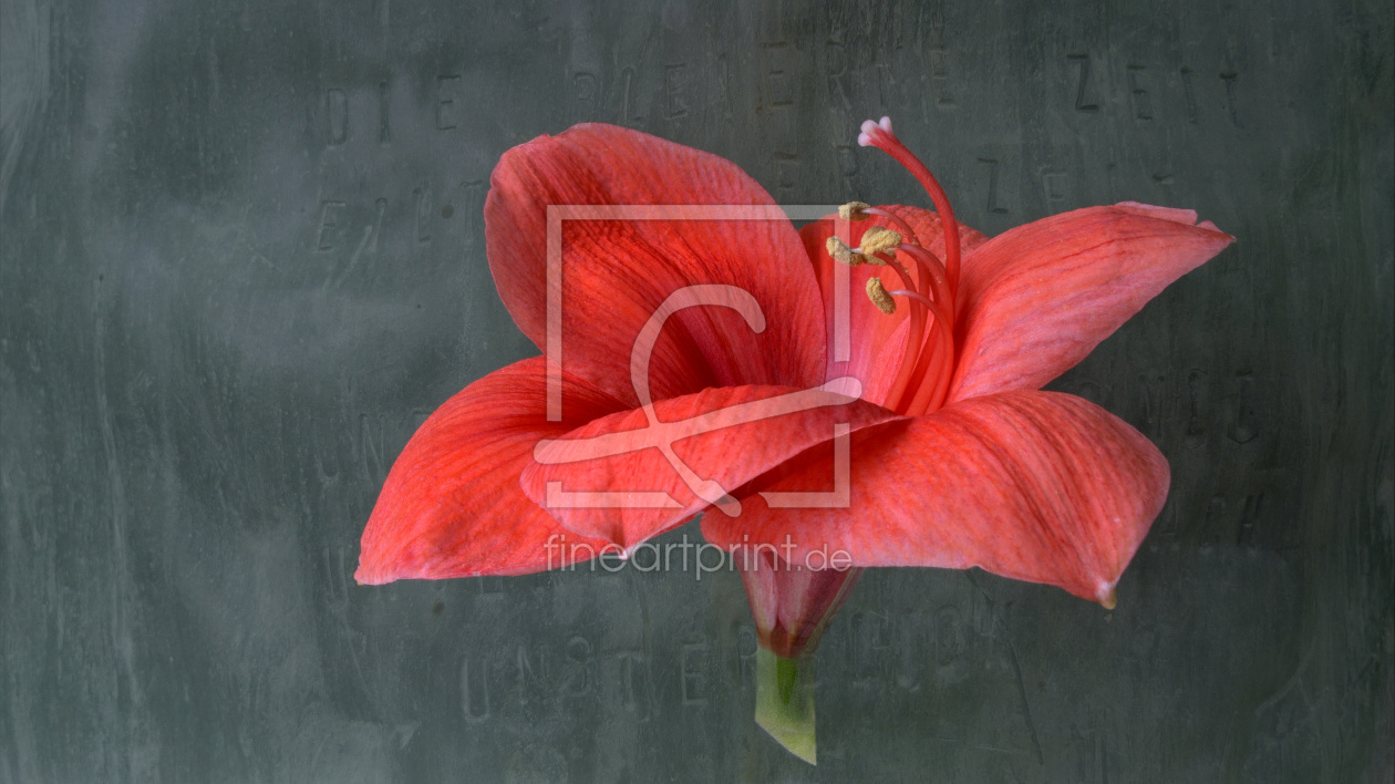 Bild-Nr.: 10756605 Amaryllis erstellt von Rolf Eschbach