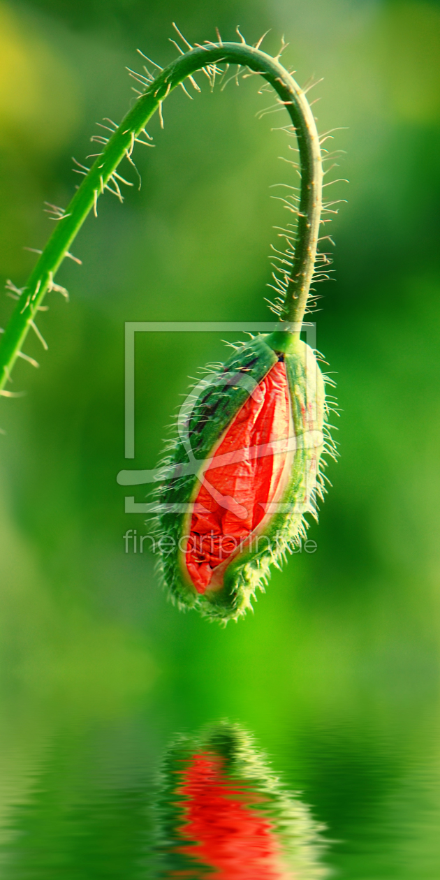 Bild-Nr.: 10756615 Mohnblume erstellt von Atteloi