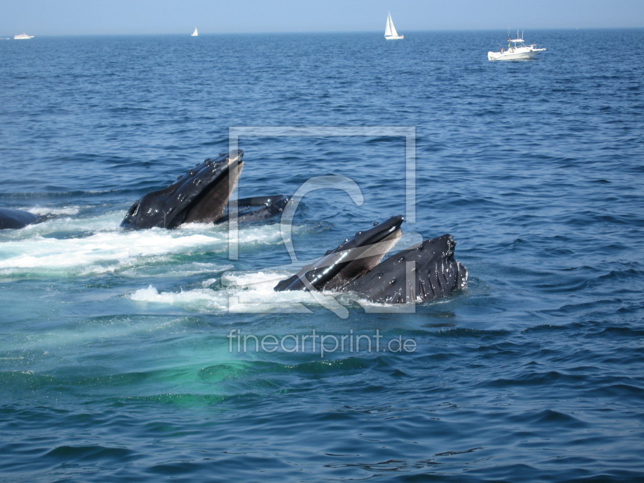 Bild-Nr.: 10757811 Whale Watching erstellt von Kitcat30