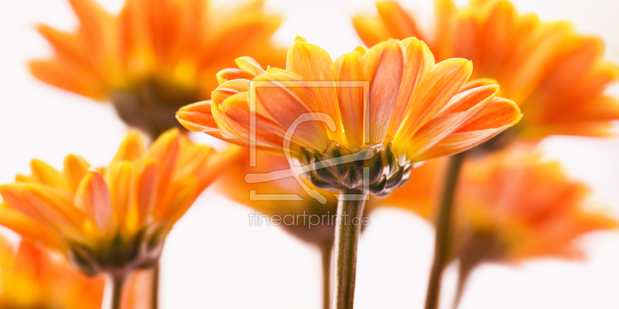 Bild-Nr.: 10757849 Sommerblumen erstellt von Atteloi