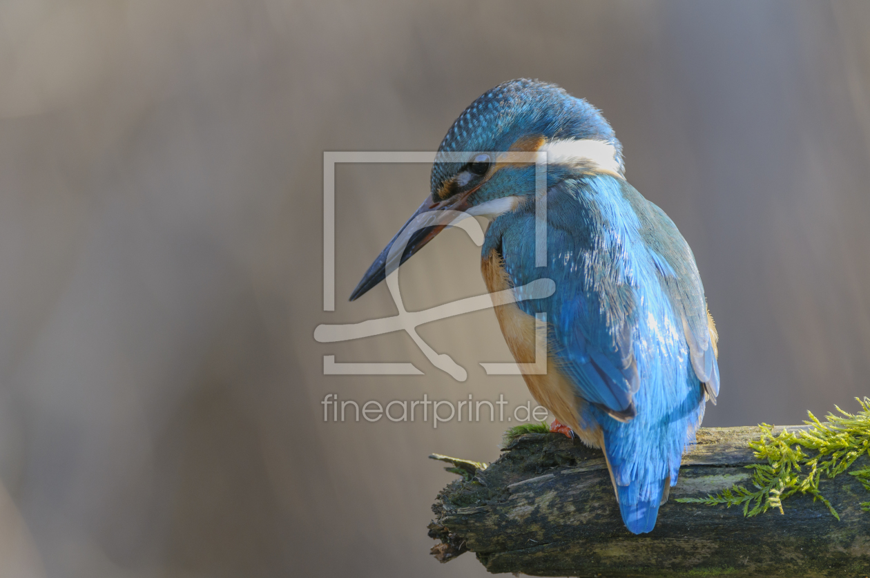 Bild-Nr.: 10758763 Eisvogel ,Alcedo atthis, common kingfisher erstellt von cibo