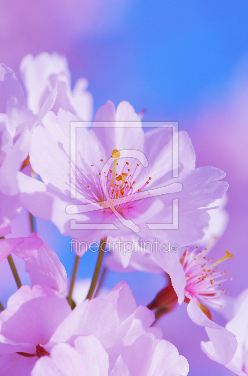 Bild-Nr.: 10759055 Frühlingsblüten erstellt von Atteloi