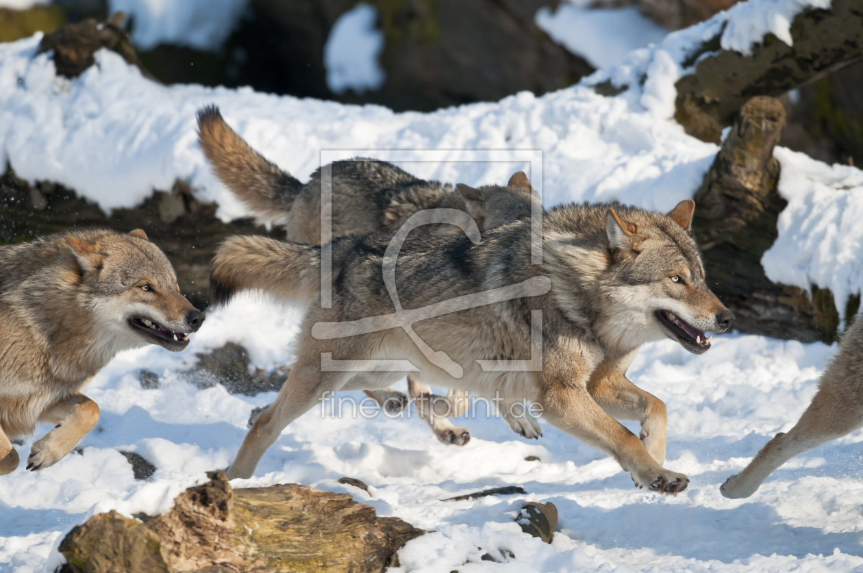 Bild-Nr.: 10759313 Wölfe jagend erstellt von cibo