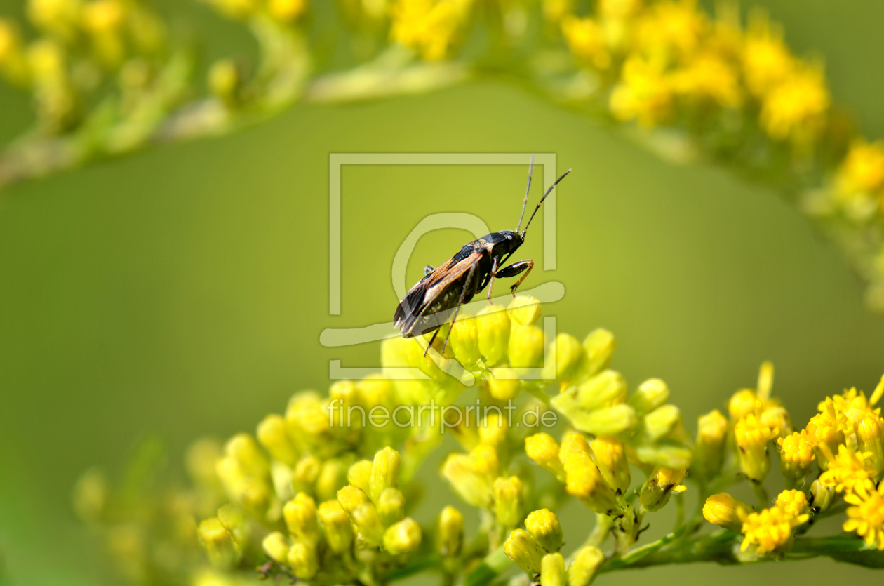 Bild-Nr.: 10759945 Frühling erstellt von Atteloi