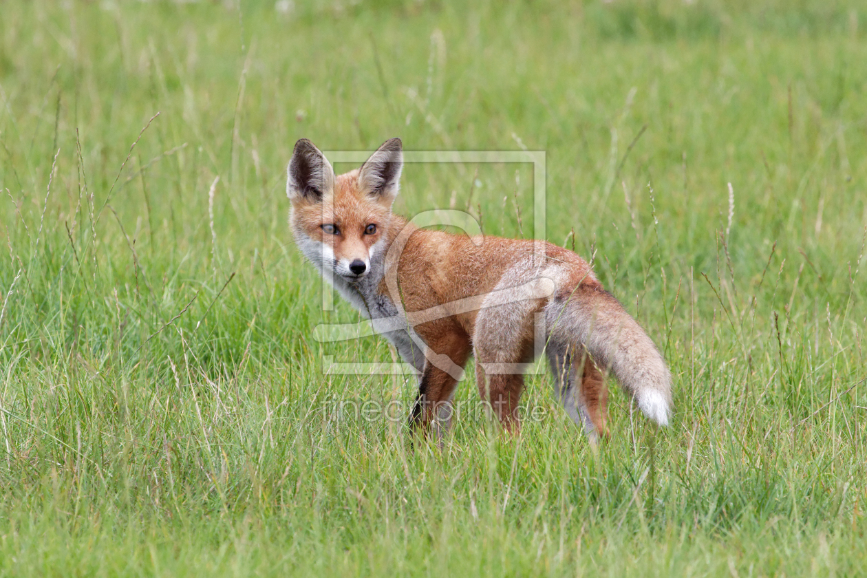 Bild-Nr.: 10759985 Fuchs erstellt von frank-wassewitz