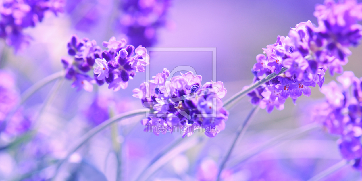 Bild-Nr.: 10761131 Lavendelduft erstellt von Atteloi