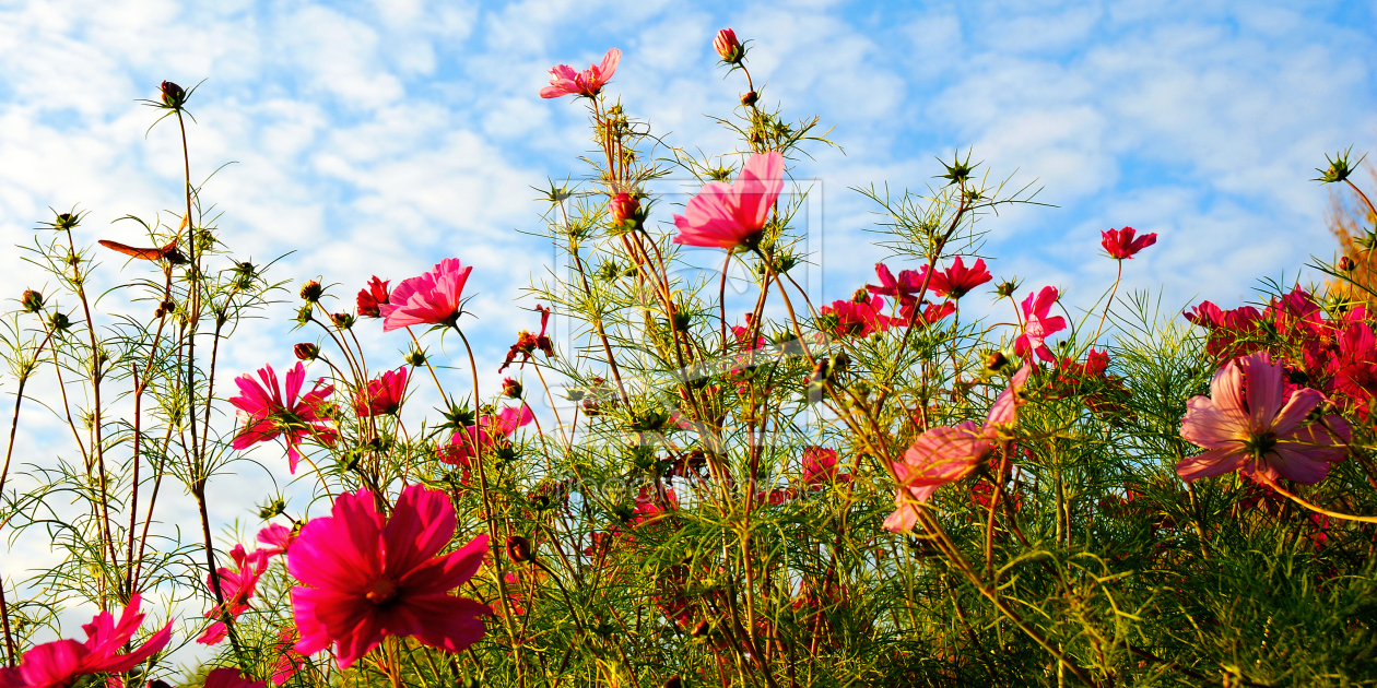 Bild-Nr.: 10761237 Blumenwiese erstellt von Atteloi