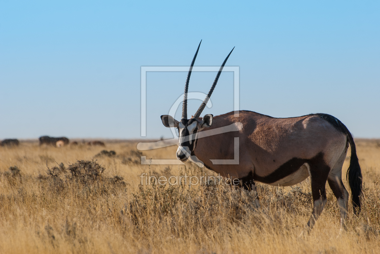 Bild-Nr.: 10762175 Oryx erstellt von Frank Walter