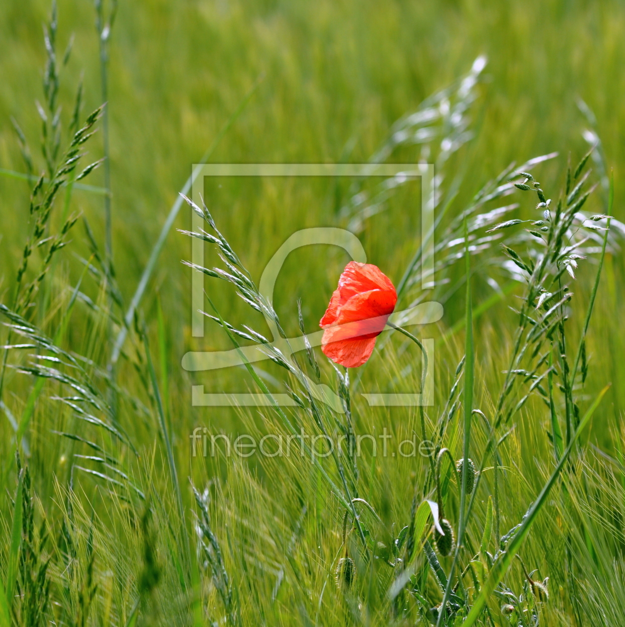 Bild-Nr.: 10762227 ... red ... erstellt von GUGIGEI