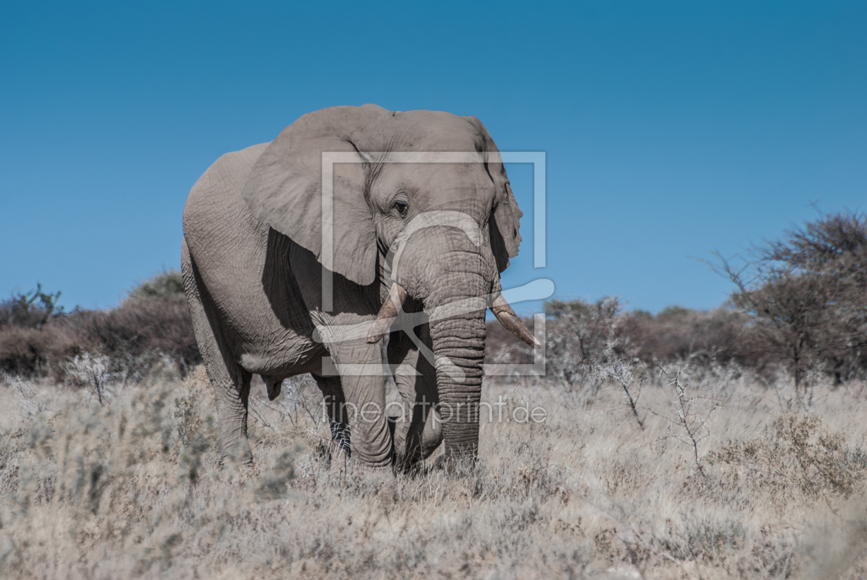 Bild-Nr.: 10763117 Elefant erstellt von Frank Walter