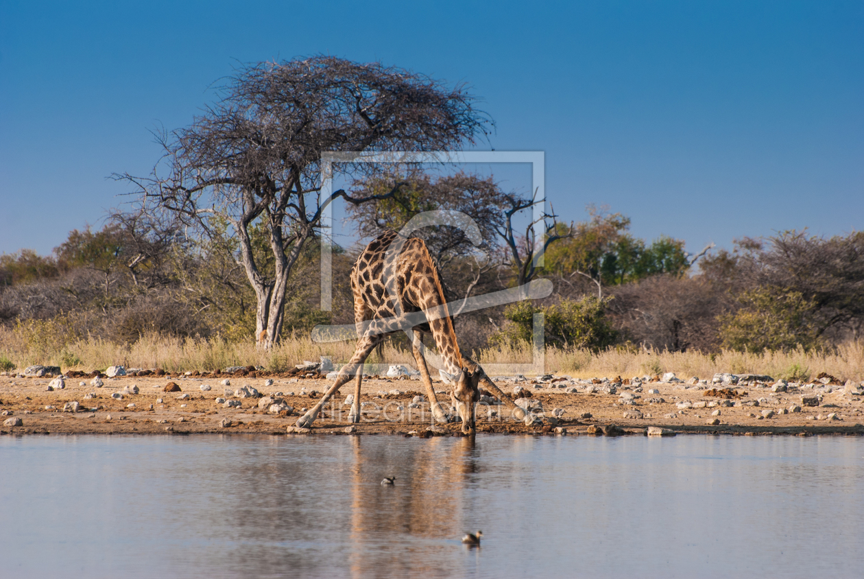 Bild-Nr.: 10763127 Giraffe am Wasserloch erstellt von Frank Walter