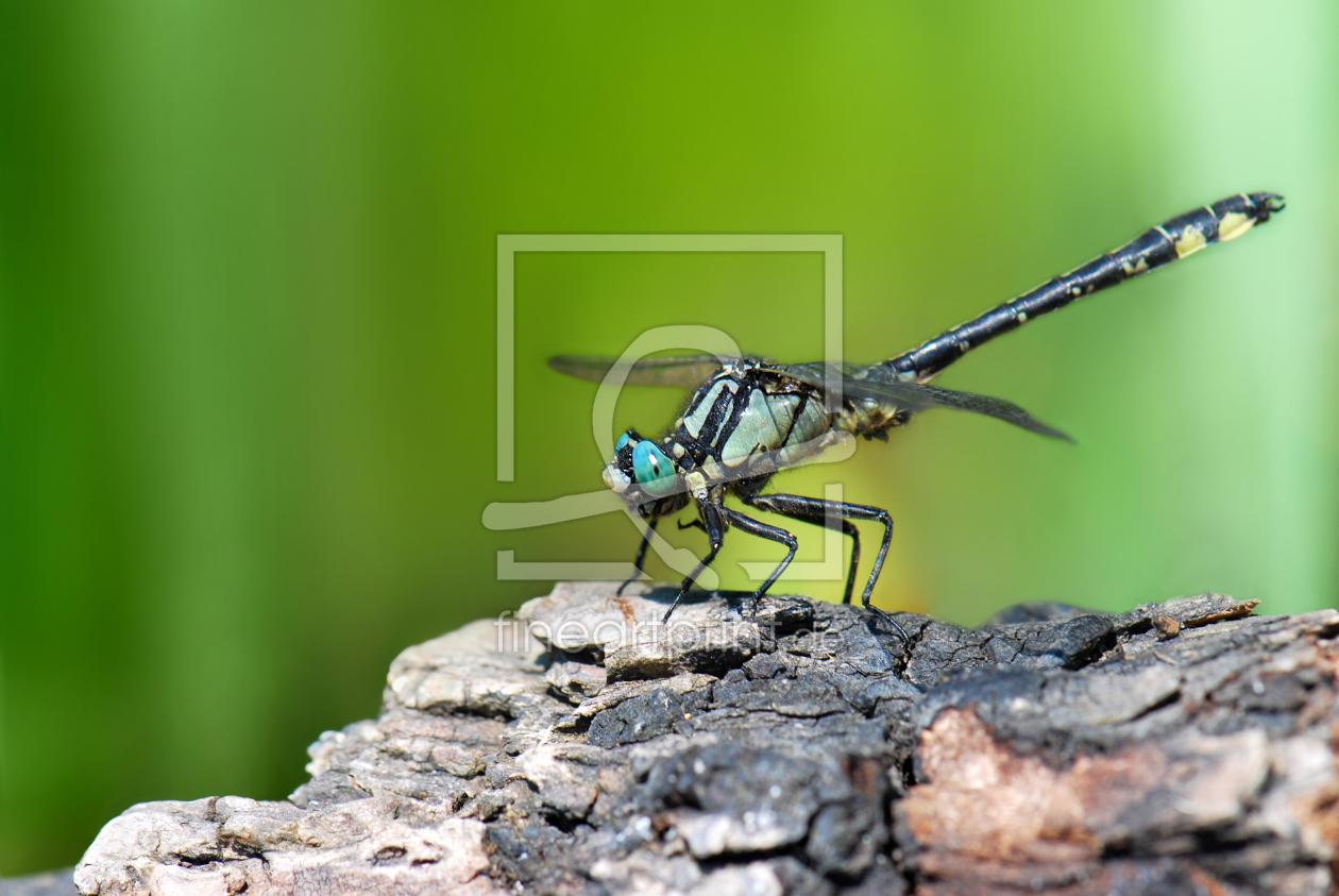 Bild-Nr.: 10763861 Libelle erstellt von Atteloi