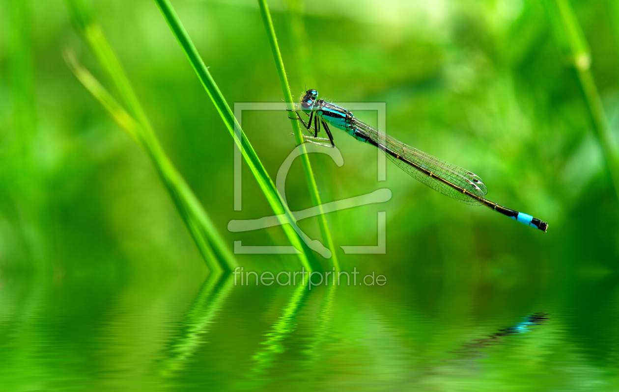 Bild-Nr.: 10763875 Libelle erstellt von Atteloi