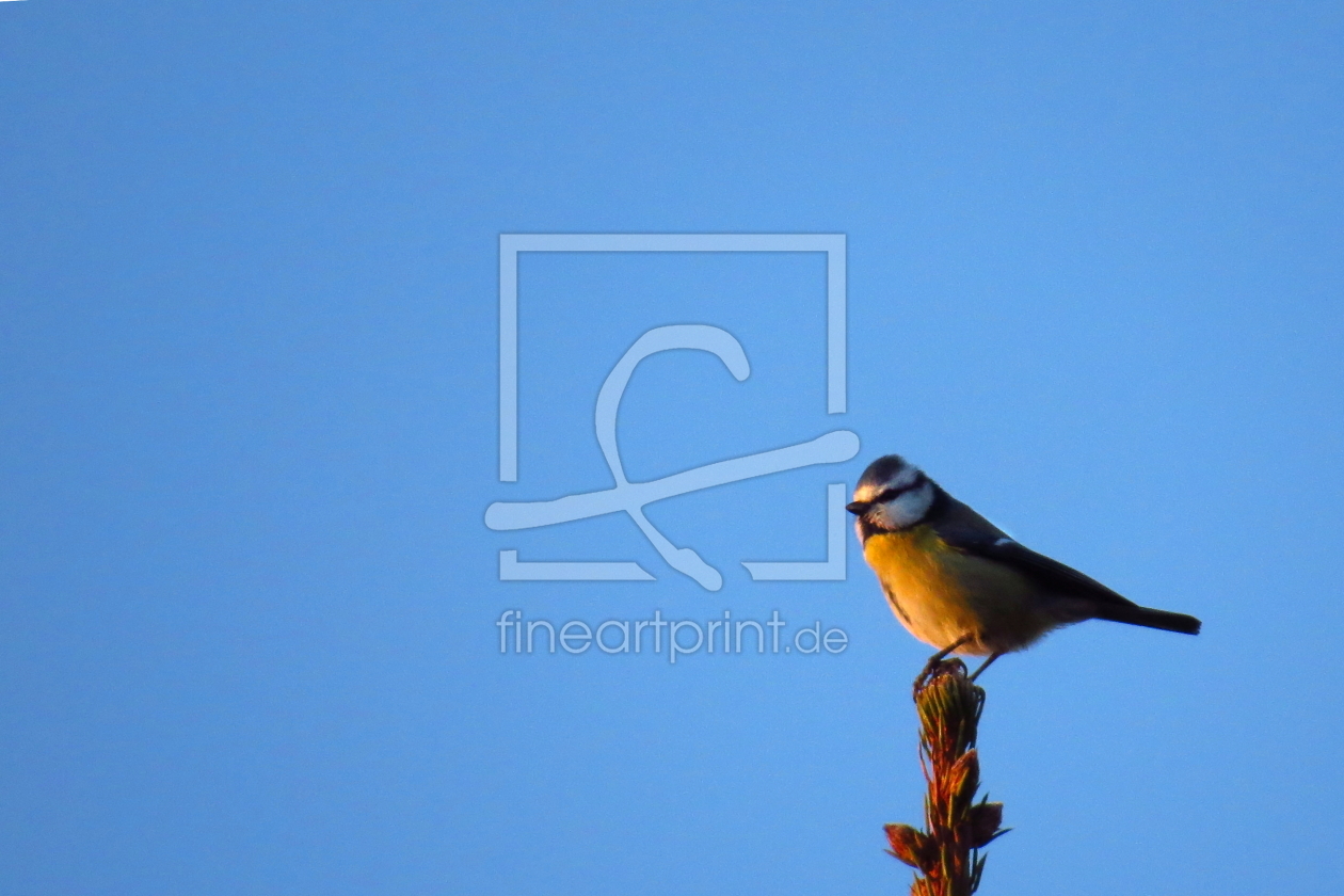 Bild-Nr.: 10764499 Die Blaumeise hoch oben.. erstellt von Ostfriese