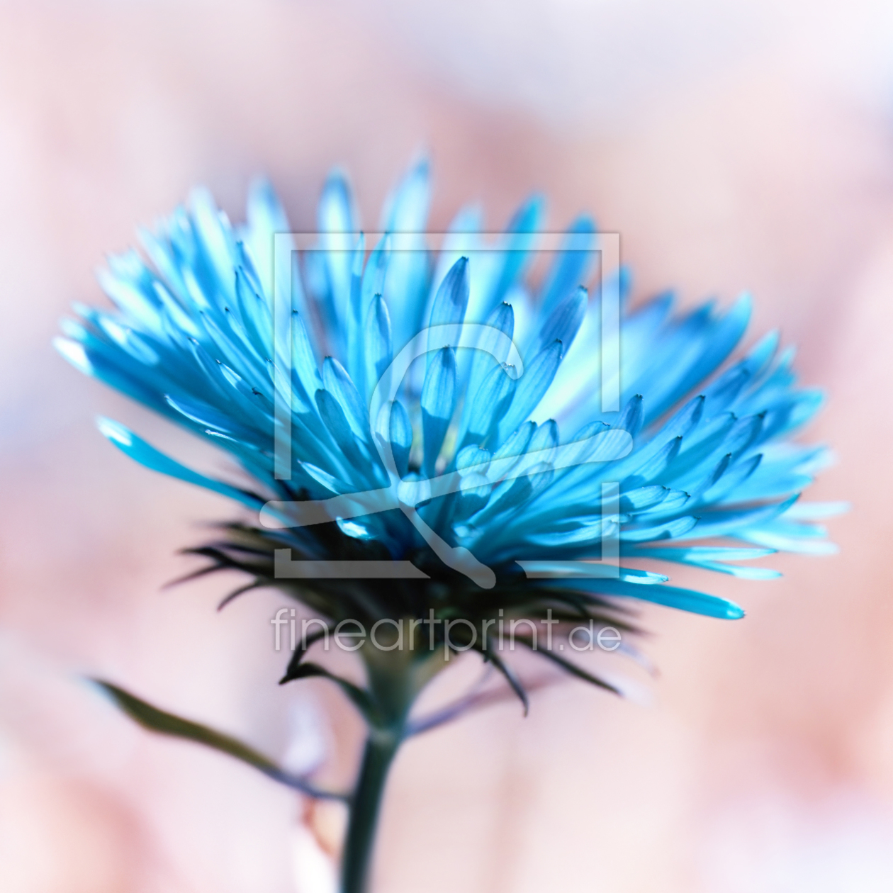 Bild-Nr.: 10765247 Aster erstellt von Atteloi