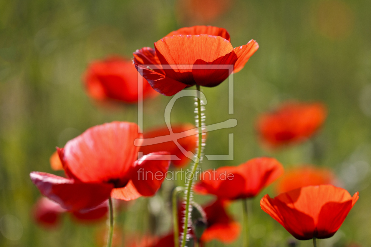 Bild-Nr.: 10766111 Sunny Poppies erstellt von MonikaIburg