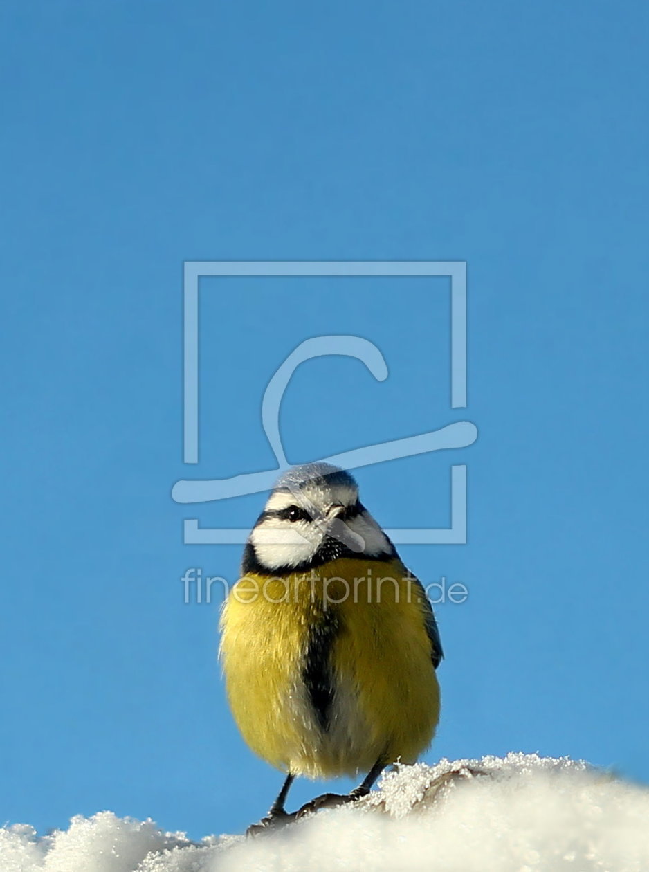 Bild-Nr.: 10766733 Blaumeise und blauer Himmel erstellt von Heike Hultsch