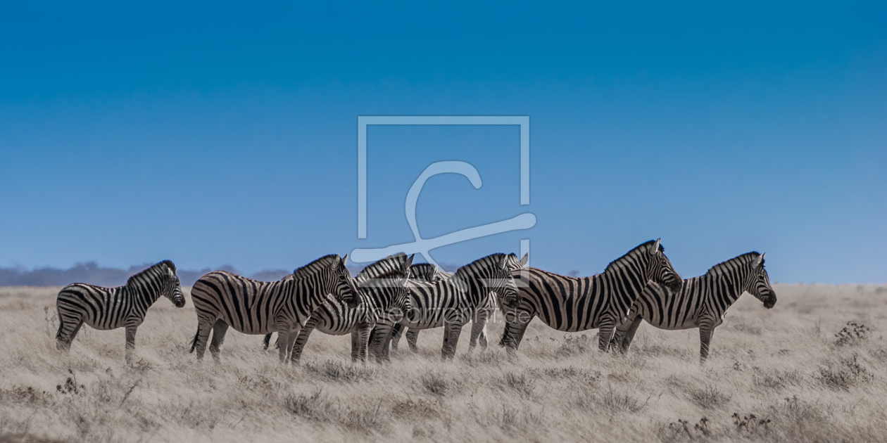 Bild-Nr.: 10767643 Neun Zebras erstellt von Frank Walter