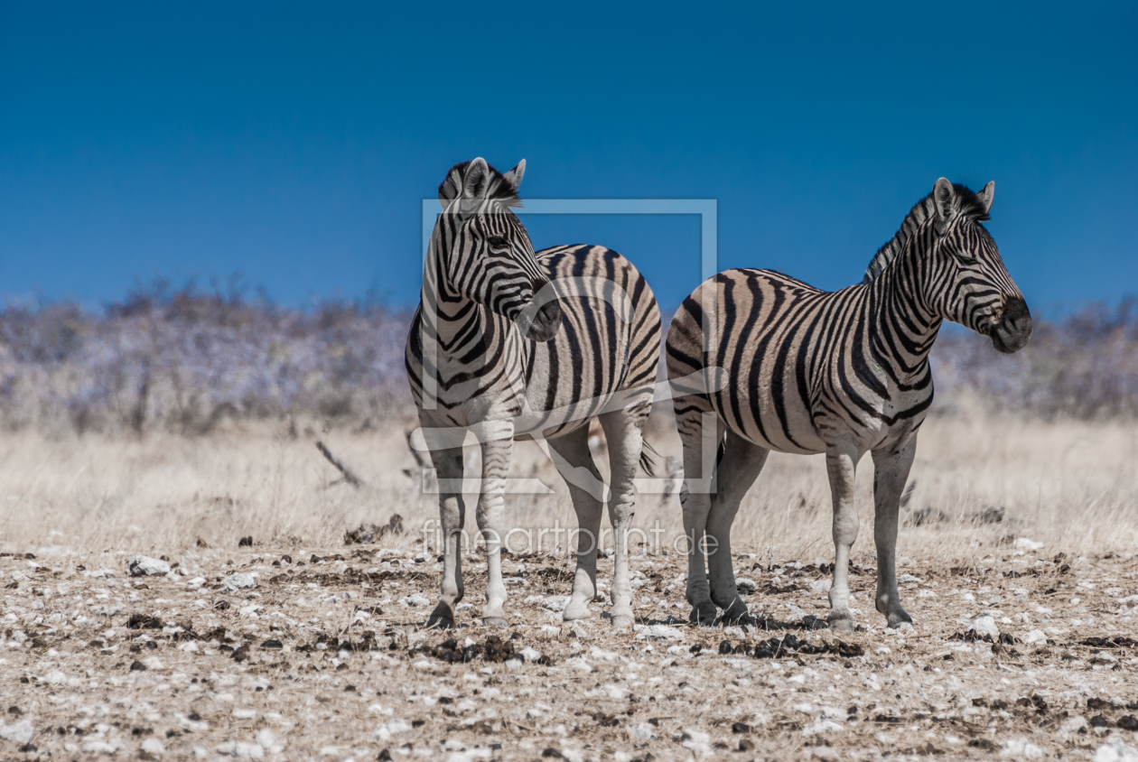 Bild-Nr.: 10767645 Zwei Zebras erstellt von Frank Walter