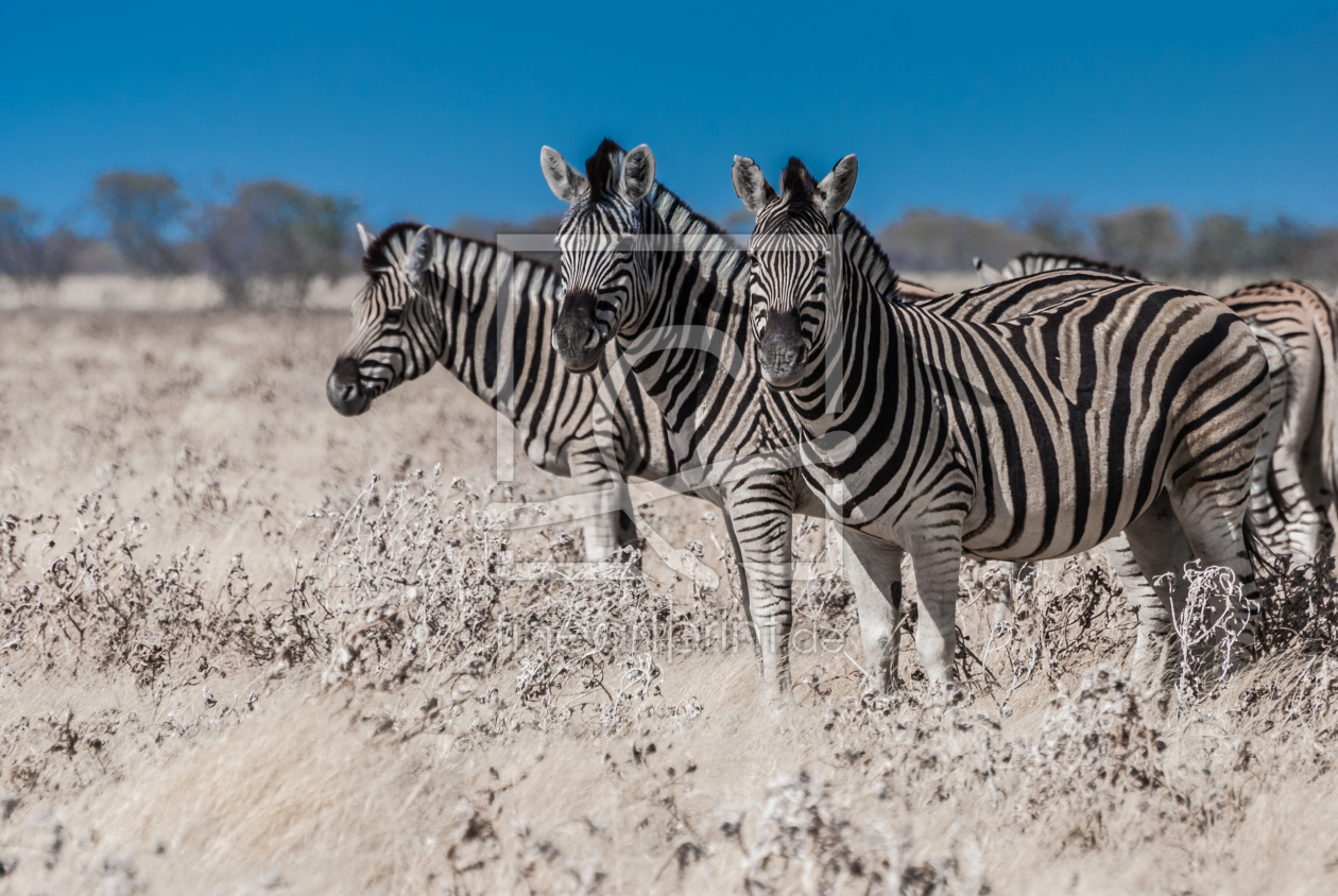 Bild-Nr.: 10767653 Drei Zebras erstellt von Frank Walter