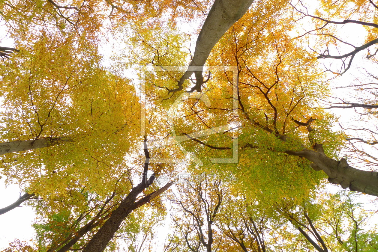 Bild-Nr.: 10767993 Herbstwald erstellt von Rolf Eschbach