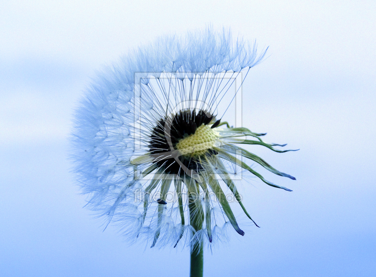 Bild-Nr.: 10768383 Skyflower erstellt von Renate Knapp