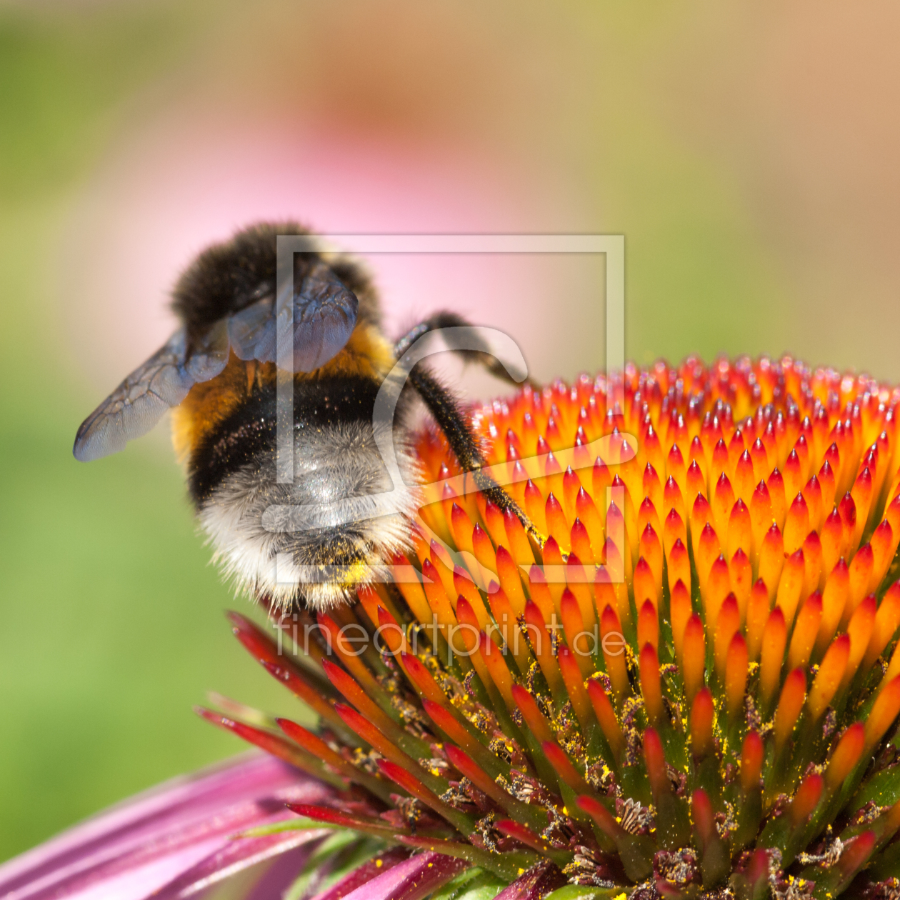 Bild-Nr.: 10769163 Hummel erstellt von Michael Rechter