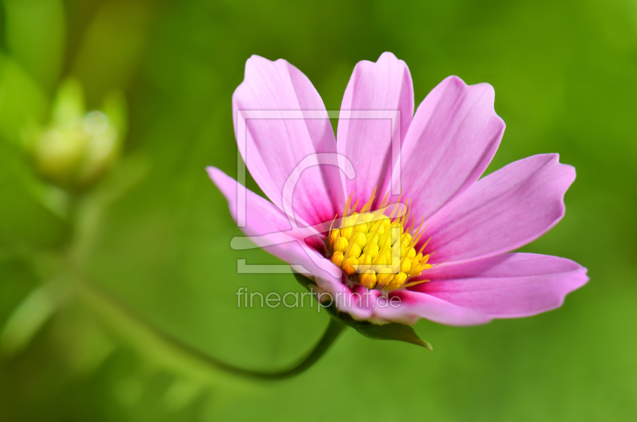 Bild-Nr.: 10769181 Cosmea erstellt von Atteloi