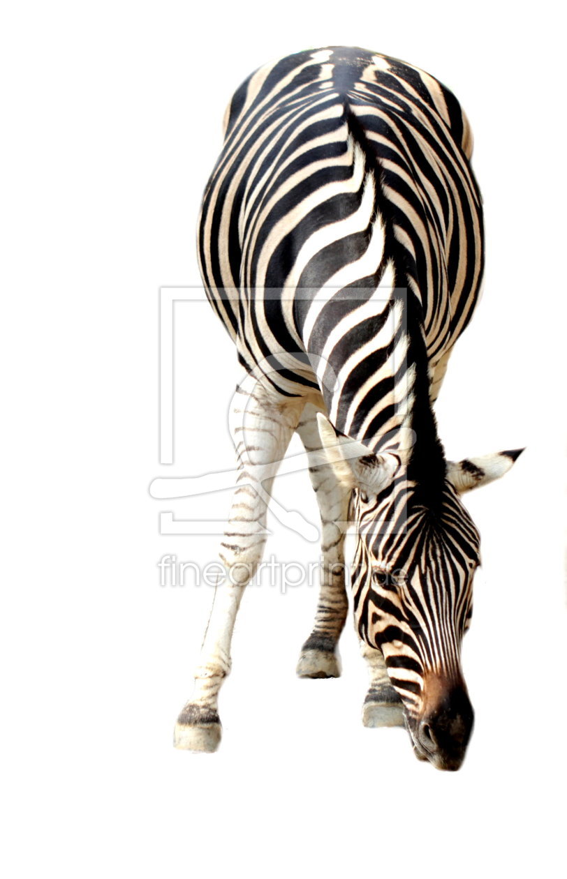 Bild-Nr.: 10769421 Zebra Pur erstellt von Heike Hultsch