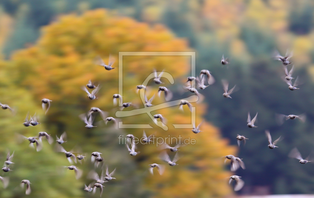 Bild-Nr.: 10770265 Starenflug im Herbstwald erstellt von Weltenbummel